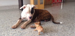 Illustration de l'article : Un Chihuahua énergique réveille son ami Bouledogue pour attirer son attention