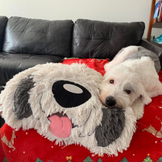 Illustration de l'article : 20 photos de chiens Bobtail que l'on prendrait pour des peluches vivantes