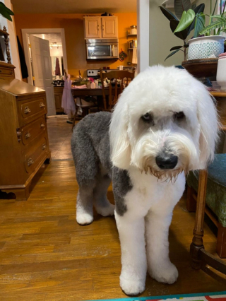 Illustration de l'article : 20 photos de chiens Bobtail que l'on prendrait pour des peluches vivantes