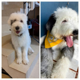 Illustration de l'article : 20 photos de chiens Bobtail que l'on prendrait pour des peluches vivantes