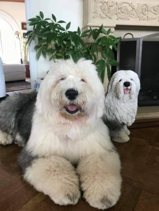 Illustration de l'article : 20 photos de chiens Bobtail que l'on prendrait pour des peluches vivantes