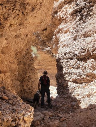 Illustration de l'article : 20 photos de chiens Bobtail que l'on prendrait pour des peluches vivantes