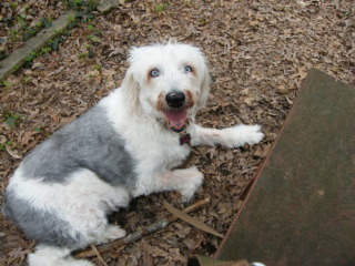 Illustration de l'article : 20 photos de chiens Bobtail que l'on prendrait pour des peluches vivantes