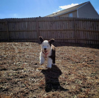 Illustration de l'article : 20 photos de chiens Bobtail que l'on prendrait pour des peluches vivantes