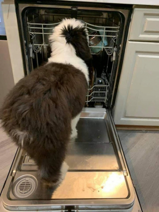 Illustration de l'article : 20 photos de chiens Bobtail que l'on prendrait pour des peluches vivantes