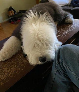 Illustration de l'article : 20 photos de chiens Bobtail que l'on prendrait pour des peluches vivantes