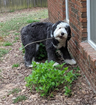Illustration de l'article : 20 photos de chiens Bobtail que l'on prendrait pour des peluches vivantes