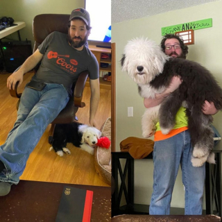 Illustration de l'article : 20 photos de chiens Bobtail que l'on prendrait pour des peluches vivantes