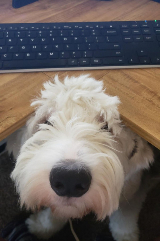 Illustration de l'article : 20 photos de chiens Bobtail que l'on prendrait pour des peluches vivantes