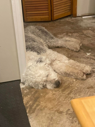 Illustration de l'article : 20 photos de chiens Bobtail que l'on prendrait pour des peluches vivantes