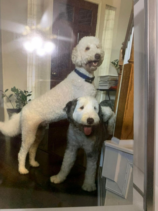 Illustration de l'article : 20 photos de chiens Bobtail que l'on prendrait pour des peluches vivantes