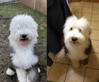 Illustration de l'article : 20 photos de chiens Bobtail que l'on prendrait pour des peluches vivantes