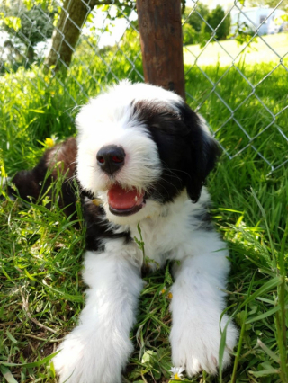 Illustration de l'article : 20 photos de chiens Bobtail que l'on prendrait pour des peluches vivantes