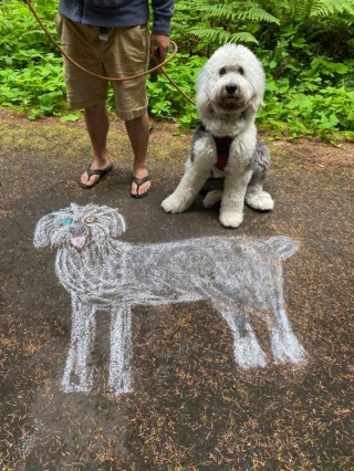 Illustration de l'article : 20 photos de chiens Bobtail que l'on prendrait pour des peluches vivantes