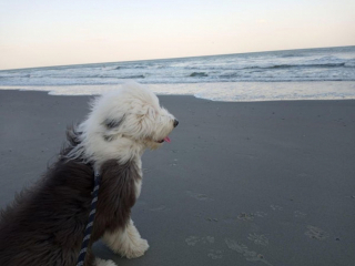 Illustration de l'article : 20 photos de chiens Bobtail que l'on prendrait pour des peluches vivantes