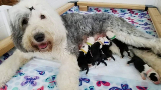 Illustration de l'article : 20 photos de chiens Bobtail que l'on prendrait pour des peluches vivantes