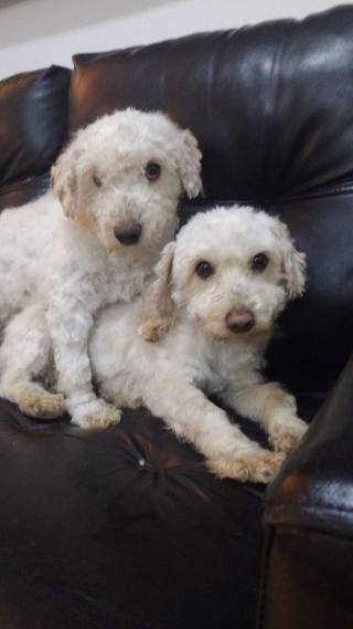 Illustration de l'article : Un homme interpellé par un chiot en train d’aboyer découvre qu’il a besoin d’aide pour sauver son frère