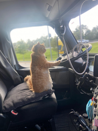 Illustration de l'article : La communauté se mobilise pour retrouver le chat d’un routier, sorti du camion à proximité d’une autoroute