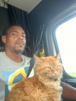 Illustration de l'article : La communauté se mobilise pour retrouver le chat d’un routier, sorti du camion à proximité d’une autoroute