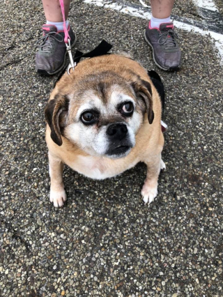 Illustration de l'article : Une femme sauve la vie d’un chien en lui faisant perdre la moitié de son poids