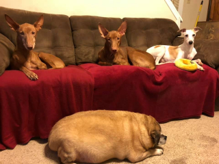 Illustration de l'article : Une femme sauve la vie d’un chien en lui faisant perdre la moitié de son poids