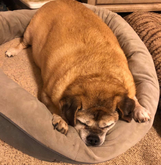 Illustration de l'article : Une femme sauve la vie d’un chien en lui faisant perdre la moitié de son poids