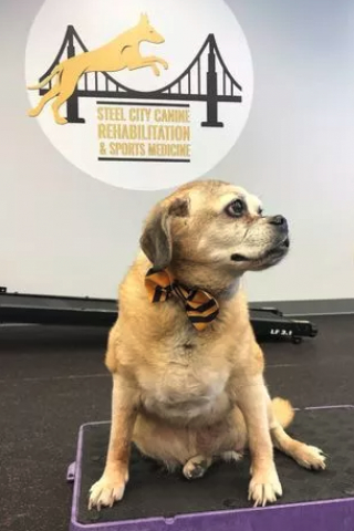 Illustration de l'article : Une femme sauve la vie d’un chien en lui faisant perdre la moitié de son poids