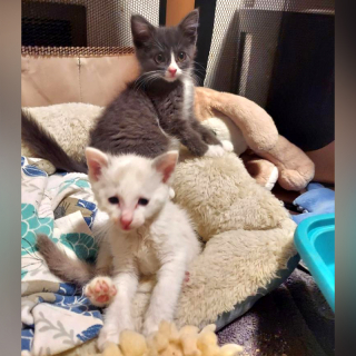 Illustration de l'article : Alors que 2 chatons liés sont sur le point d’être adoptés ensemble, une grave maladie est diagnostiquée chez l’un d’eux