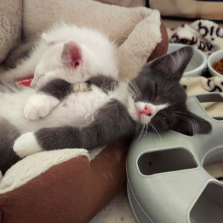 Illustration de l'article : Alors que 2 chatons liés sont sur le point d’être adoptés ensemble, une grave maladie est diagnostiquée chez l’un d’eux