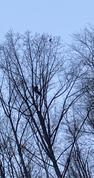 Illustration de l'article : Un chaton se retrouve coincé en haut d’un arbre pendant 3 jours, après avoir été poursuivi par un chien (vidéo)