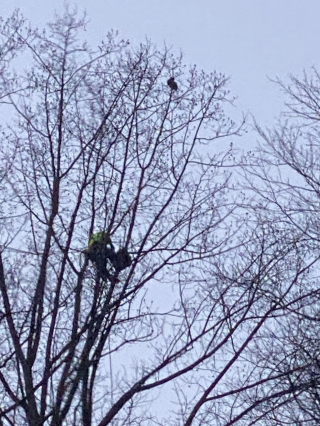 Illustration de l'article : Un chaton se retrouve coincé en haut d’un arbre pendant 3 jours, après avoir été poursuivi par un chien (vidéo)