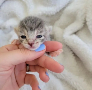 Illustration de l'article : 2 chatons rescapés nouent une amitié solide et attendrissante dans leur maison d’accueil