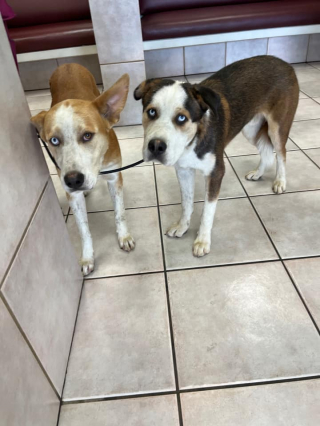 Illustration de l'article : Ce frère et cette sœur se sont soutenus dans les moments les plus difficiles et peuvent désormais se reposer ensemble