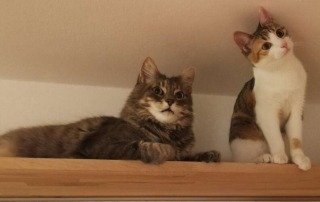 Illustration de l'article : Une étrange photo de chat laisse les internautes perplexes