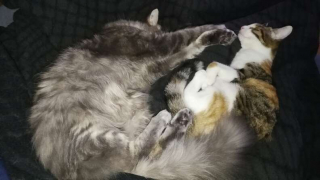 Illustration de l'article : Une étrange photo de chat laisse les internautes perplexes