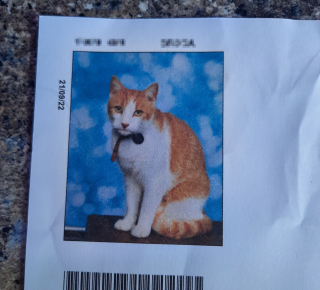 Illustration de l'article : Un chat espiègle décide de faire de l'école sa seconde maison au plus grand étonnement de ses maîtres