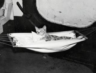 Illustration de l'article : 14 photos saisissantes de chats accompagnant des marins sur les navires pendant la guerre