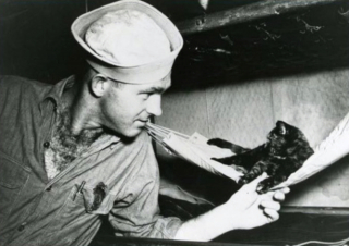 Illustration de l'article : 14 photos saisissantes de chats accompagnant des marins sur les navires pendant la guerre
