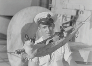 Illustration de l'article : 14 photos saisissantes de chats accompagnant des marins sur les navires pendant la guerre