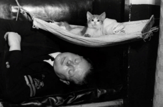 Illustration de l'article : 14 photos saisissantes de chats accompagnant des marins sur les navires pendant la guerre