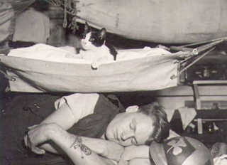 Illustration de l'article : 14 photos saisissantes de chats accompagnant des marins sur les navires pendant la guerre
