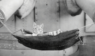 Illustration de l'article : 14 photos saisissantes de chats accompagnant des marins sur les navires pendant la guerre