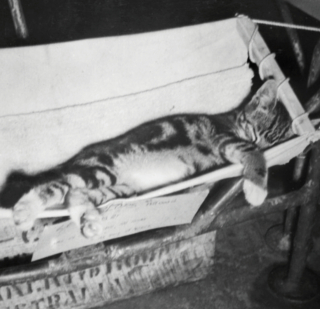 Illustration de l'article : 14 photos saisissantes de chats accompagnant des marins sur les navires pendant la guerre