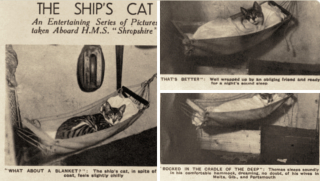 Illustration de l'article : 14 photos saisissantes de chats accompagnant des marins sur les navires pendant la guerre