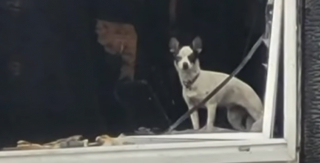 Illustration de l'article : Il pensait avoir perdu son chien dans un incendie ravageur et reçoit un coup de fil inespéré 2 semaines après