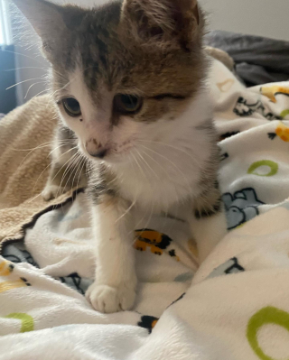 Illustration de l'article : Un chaton paniqué après avoir couru sur la route trouve du réconfort dans les bras d’une enfant