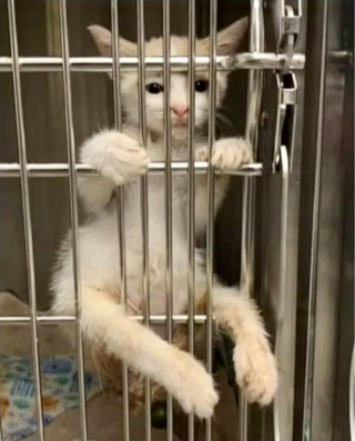 Illustration de l'article : Prêt à tout pour être adopté, ce chaton handicapé parvient à s'agripper aux barreaux de sa cage