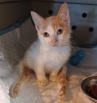 Illustration de l'article : Prêt à tout pour être adopté, ce chaton handicapé parvient à s'agripper aux barreaux de sa cage