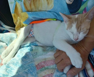 Illustration de l'article : Prêt à tout pour être adopté, ce chaton handicapé parvient à s'agripper aux barreaux de sa cage