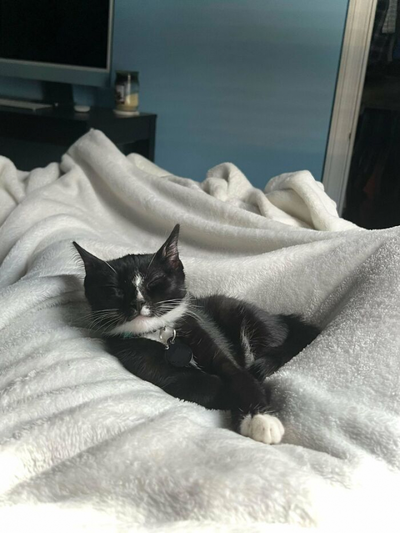 https://www.pets-dating.com/assets/ckeditor/2023/jun/actualities/2069/xl/xx-photos-touchantes-et-porteuses-d-espoir-d-animaux-adoptes-c2131a58b.jpg